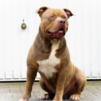 Rebullytion’s Pasha aka General