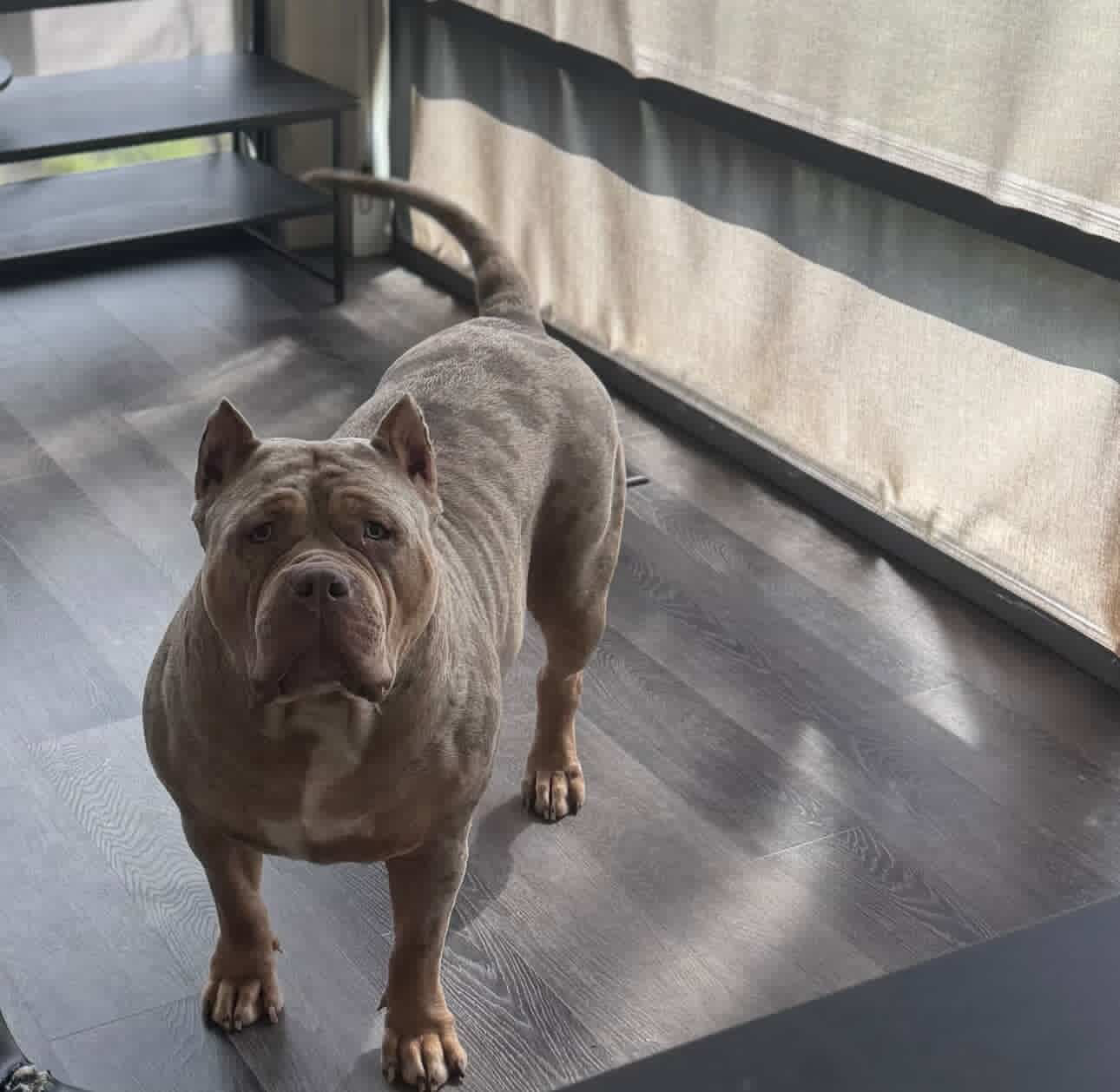Dog Featured Image