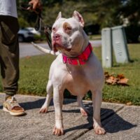 Wilkerson’s Zelda Blanco