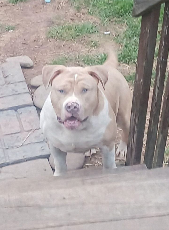 Dog Featured Image