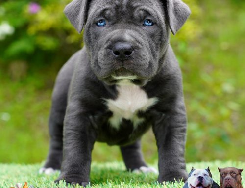 Monster Bully Kennels: Morpheus Litter
