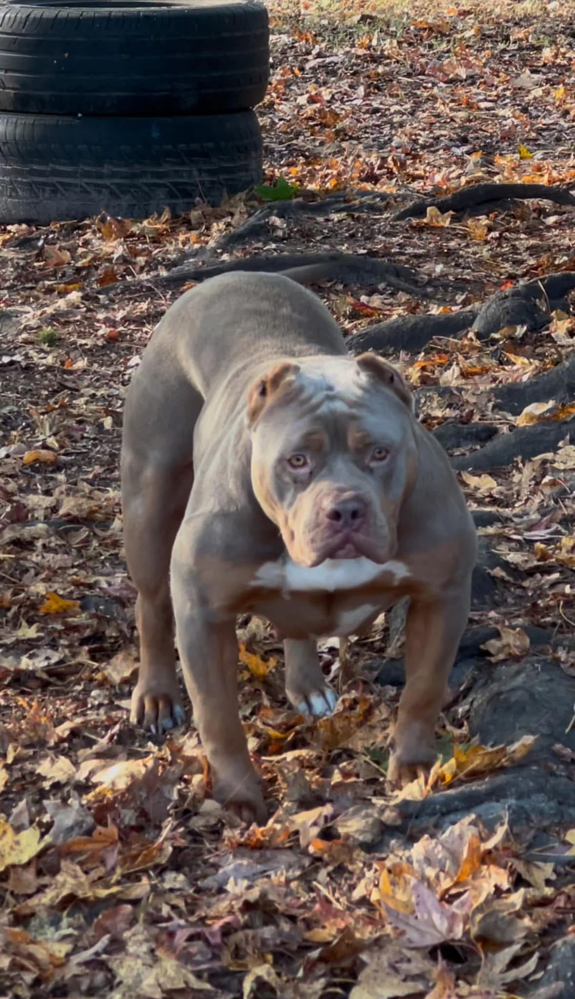 Dog Featured Image