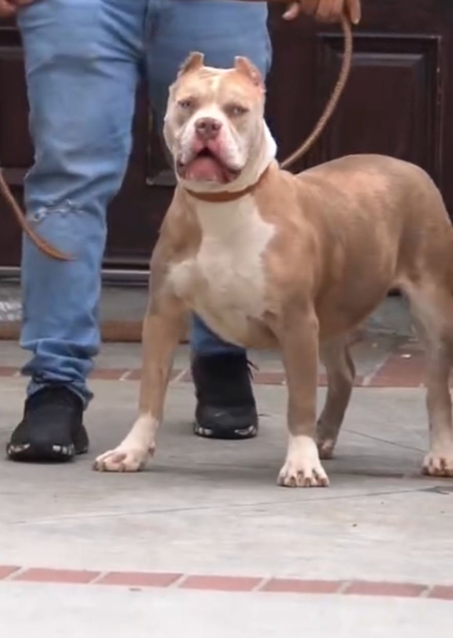 Dog Featured Image