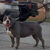 Victory Bully Kennel’s “ROYAL”
