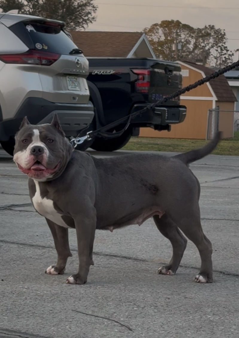 Dog Featured Image
