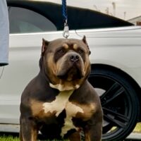 Dog Featured Image