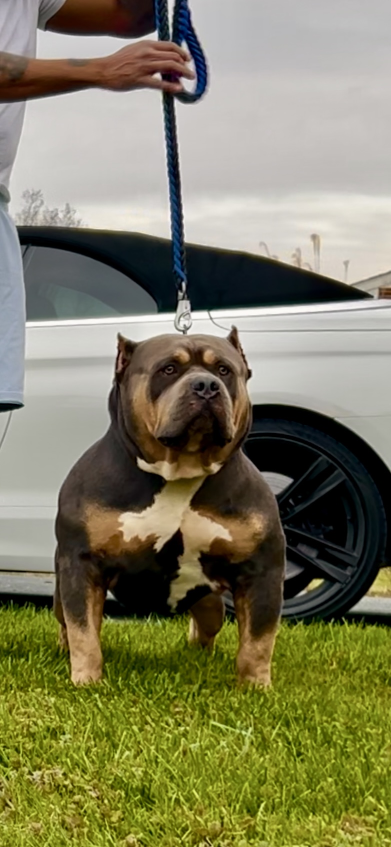 Dog Featured Image