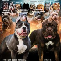 VBK’s Royal x Pway’s Rome