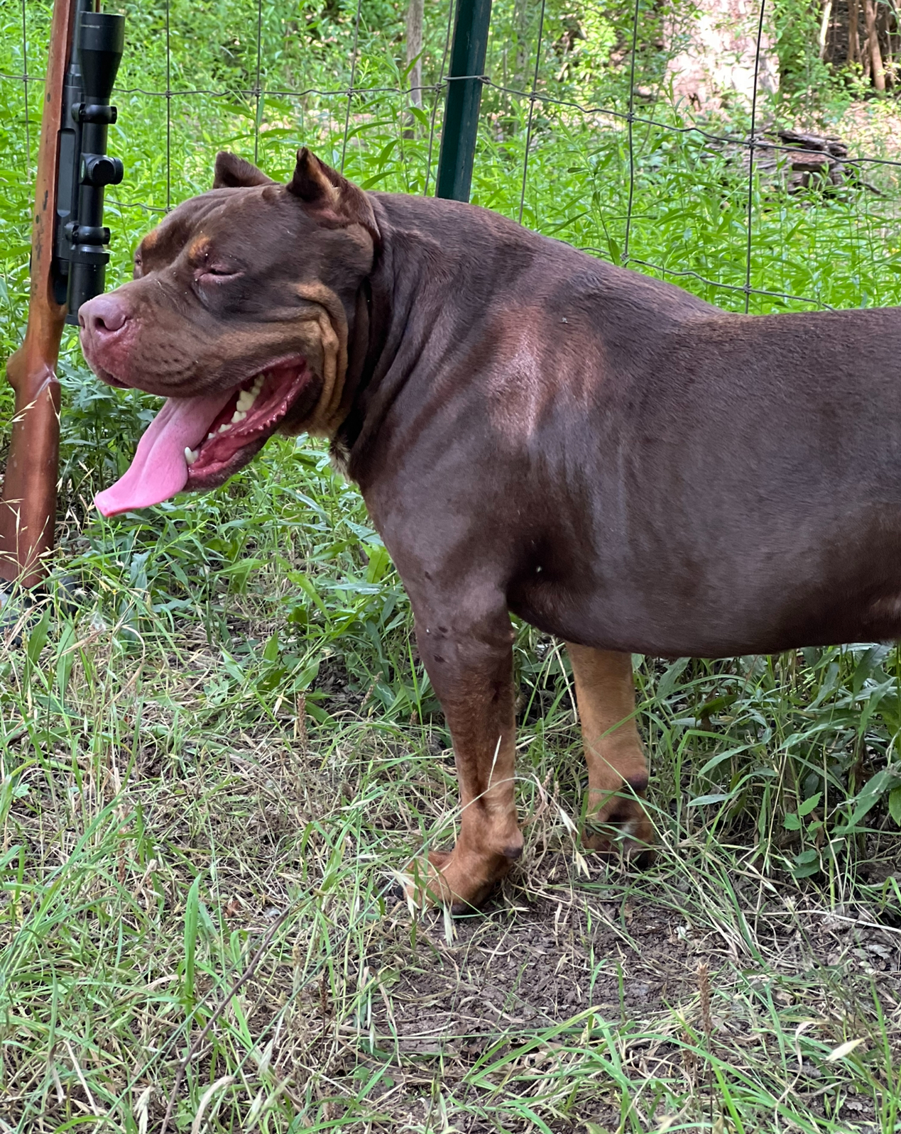 Dog Featured Image