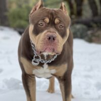 Bullies Inc Apollo