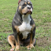 ExquisiteBully’s Zara