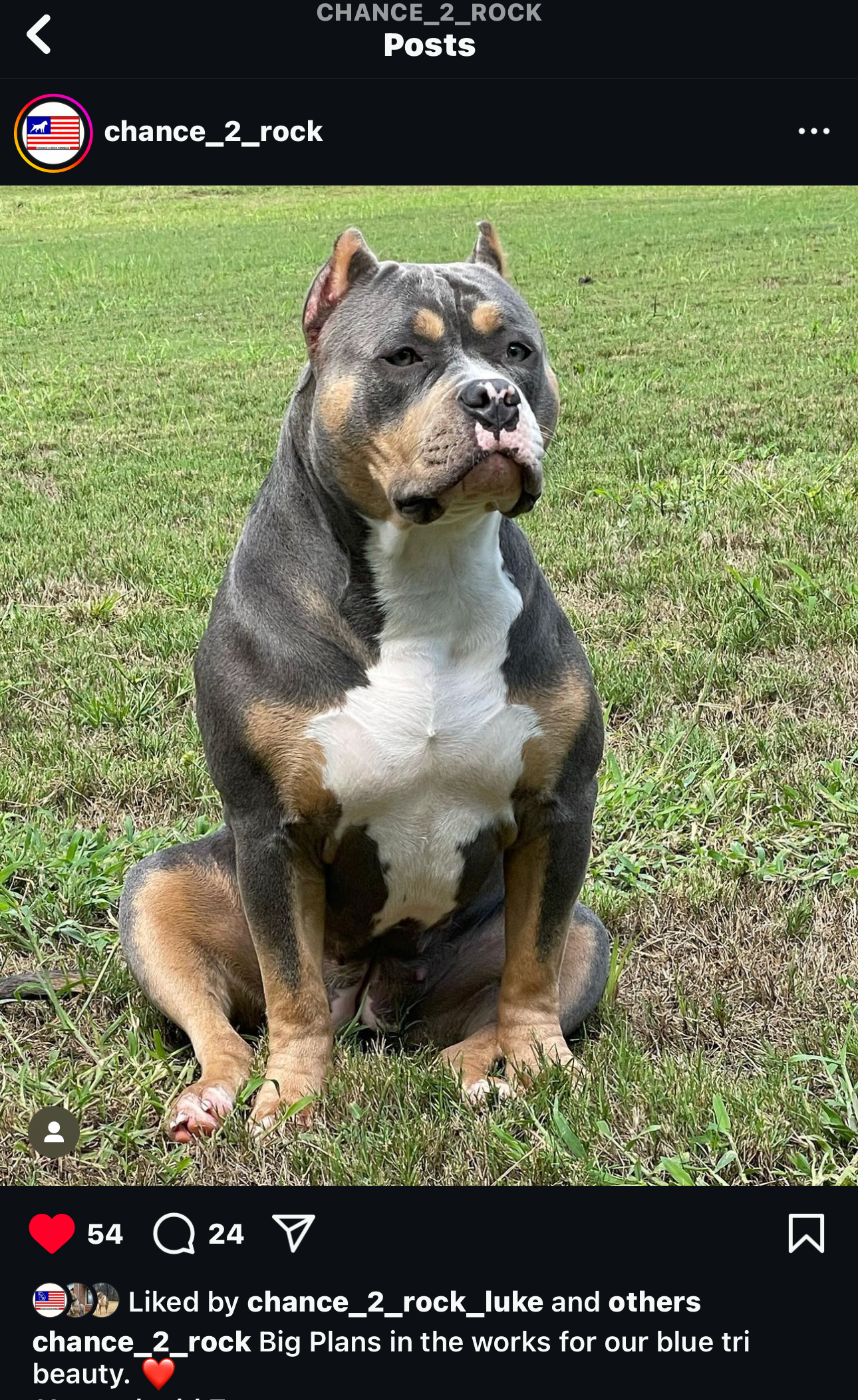 Dog Featured Image