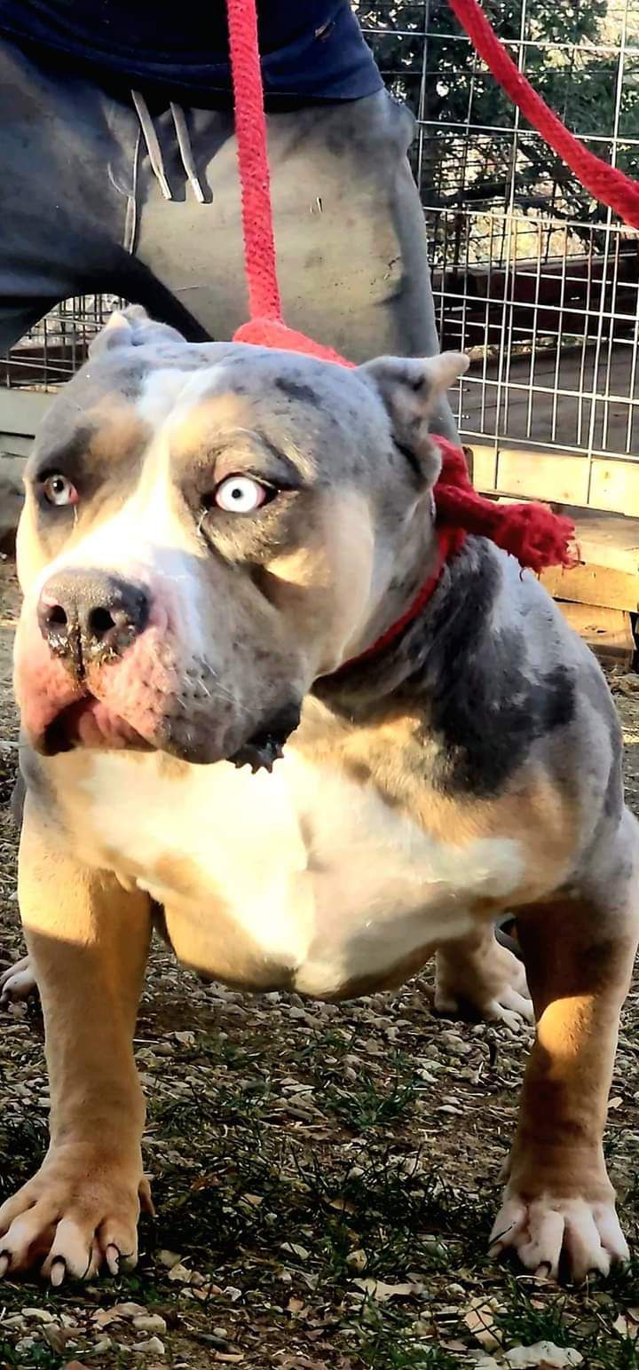 Dog Featured Image