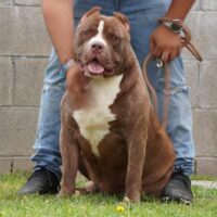 TKB,s King rocky