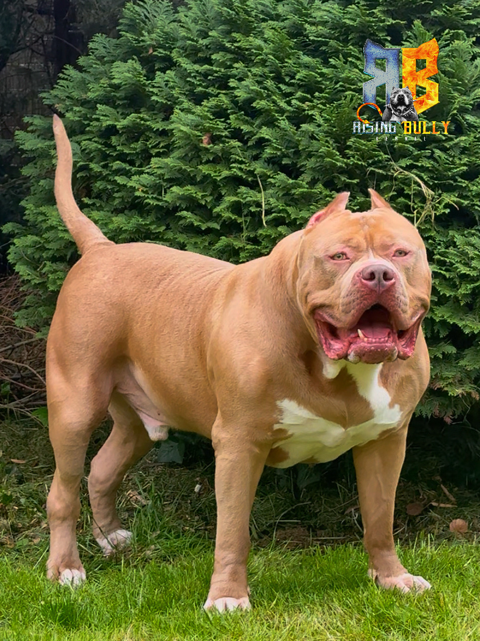 Dog Featured Image