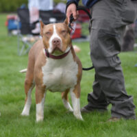 Short side bulls Cleopatra
