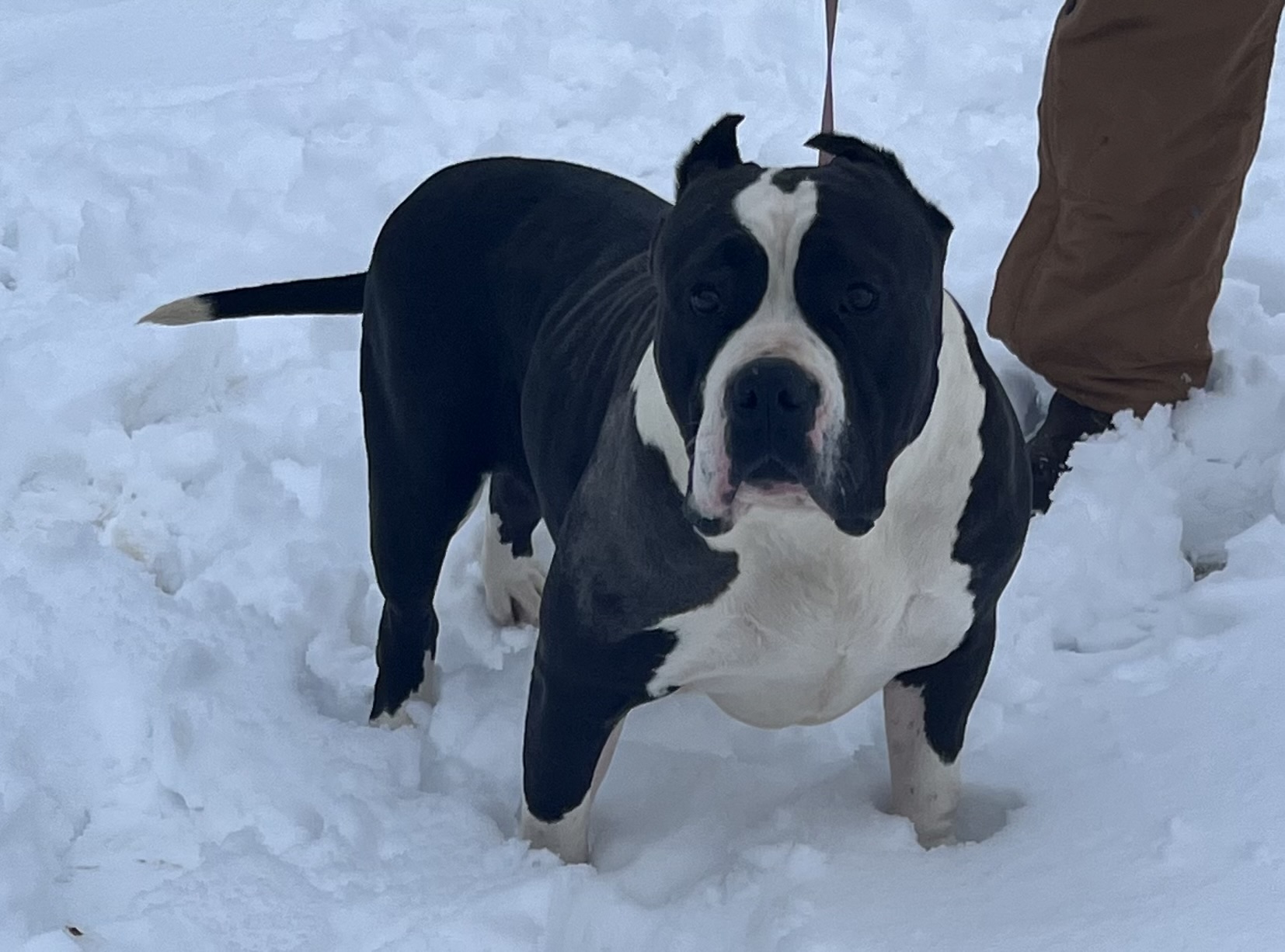 Dog Featured Image