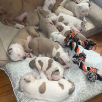 Lucki Charms litter