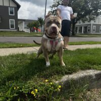Thrace Bullies Nala
