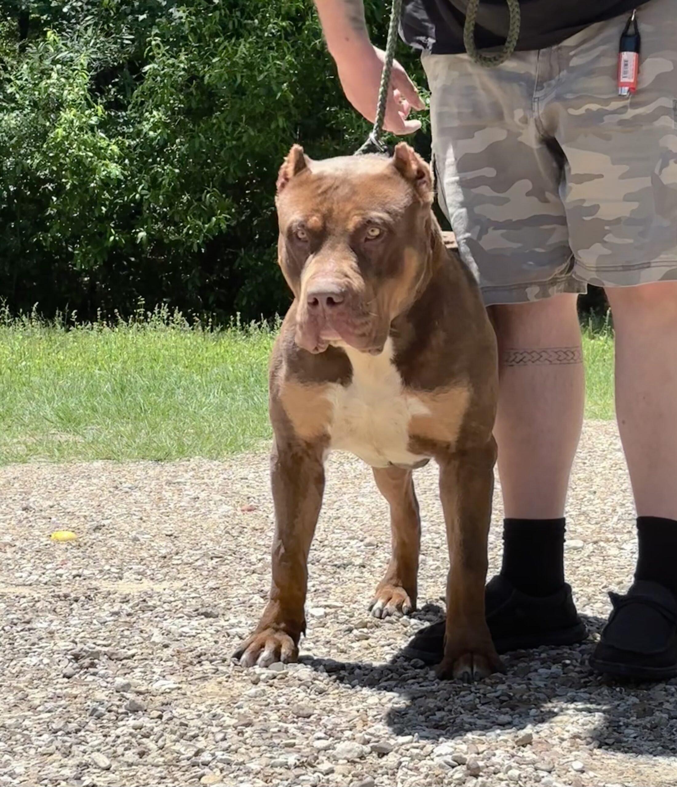 Dog Featured Image