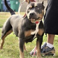 Dog Featured Image