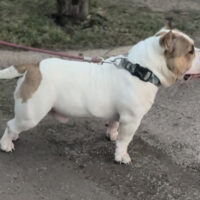 PSB Wishbone of BRB