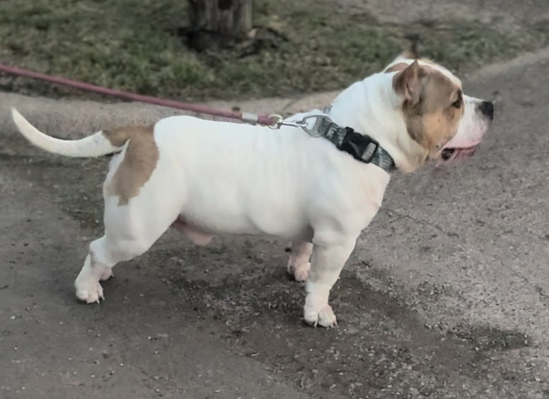 Dog Featured Image