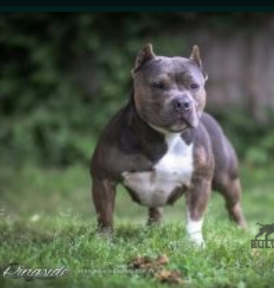 Dog Featured Image