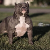 Dog Featured Image
