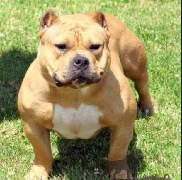 Dog Featured Image
