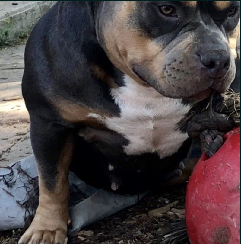 Dog Featured Image