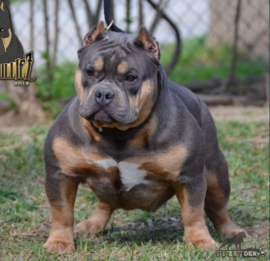 Dog Featured Image