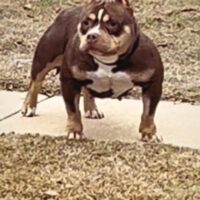 Dog Featured Image