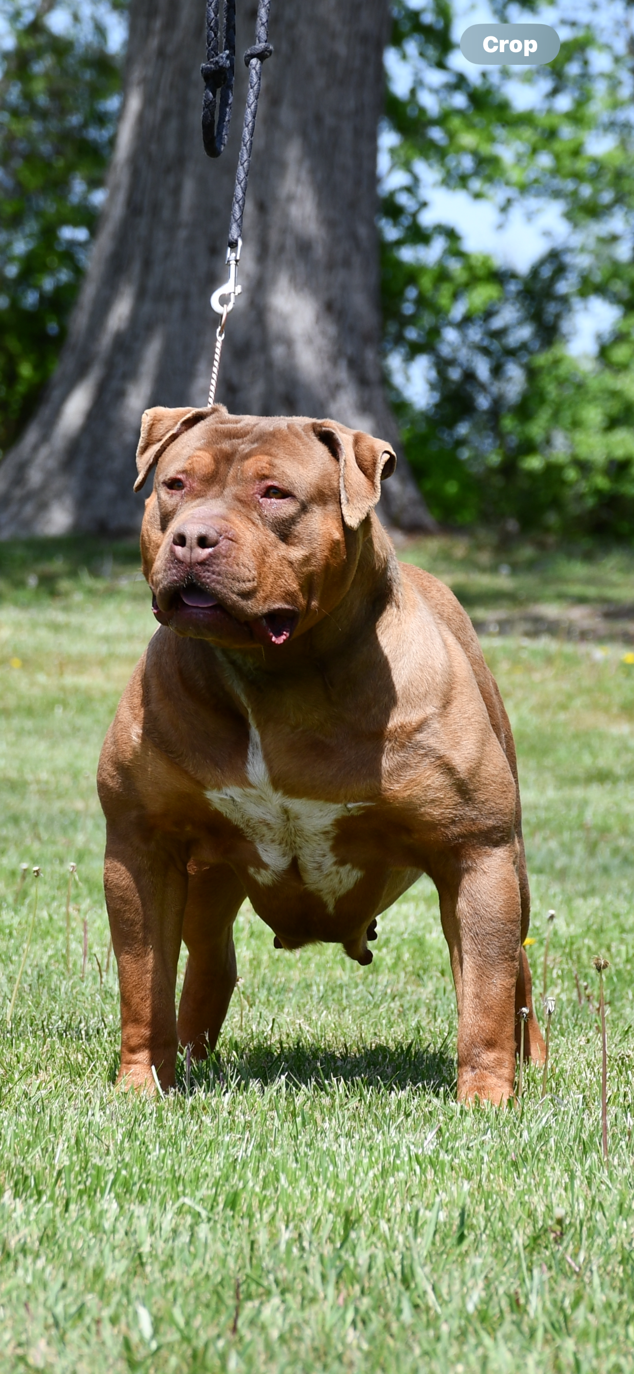 Dog Featured Image