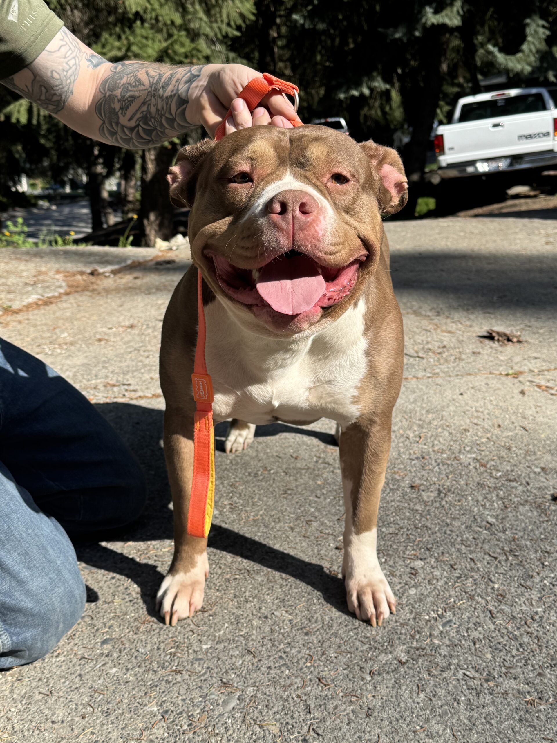 Dog Featured Image