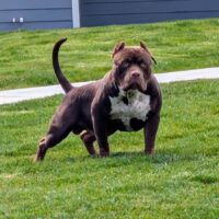 Dog Featured Image