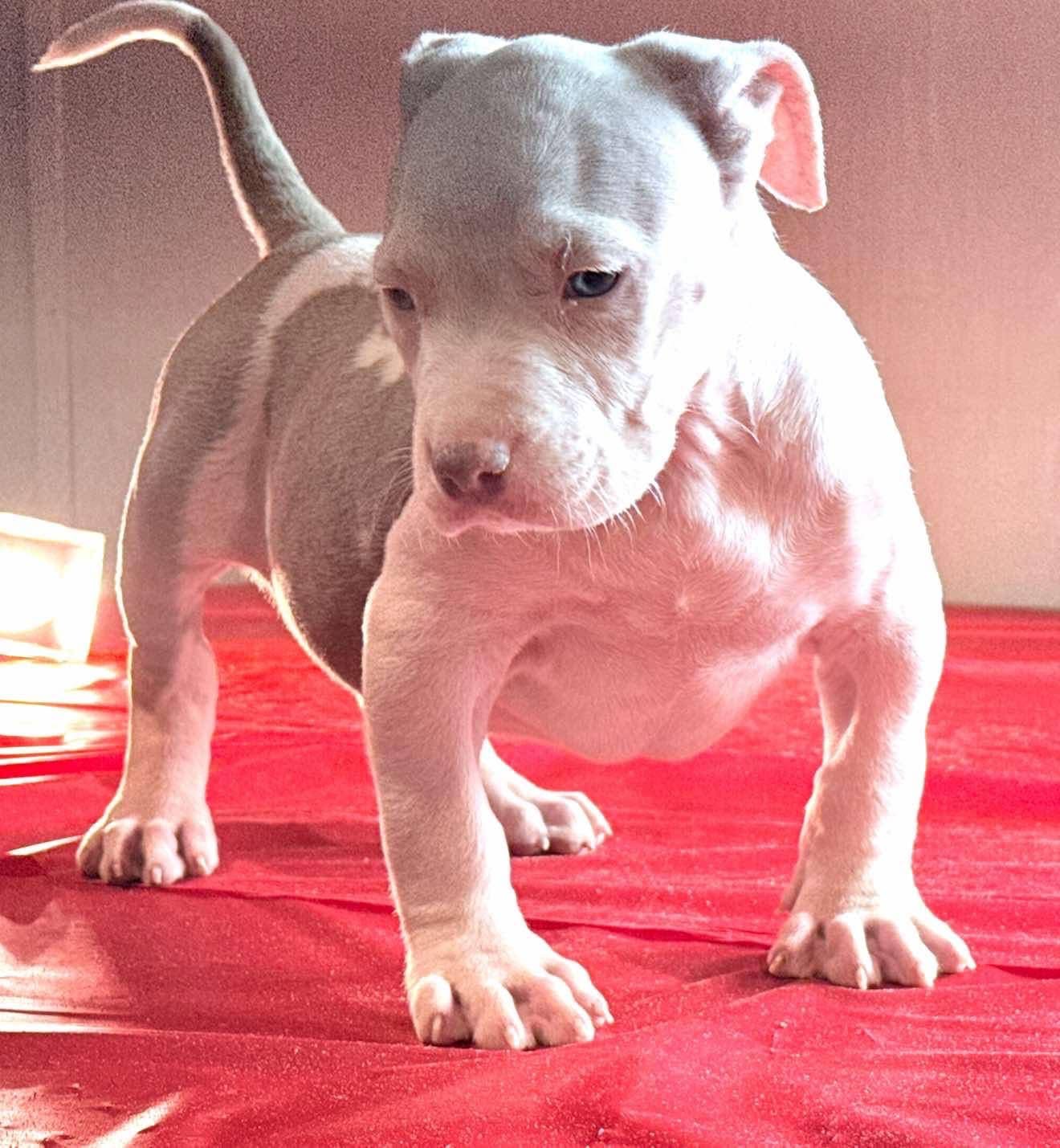 Dog Featured Image