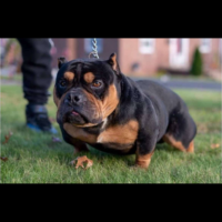 Dog Featured Image