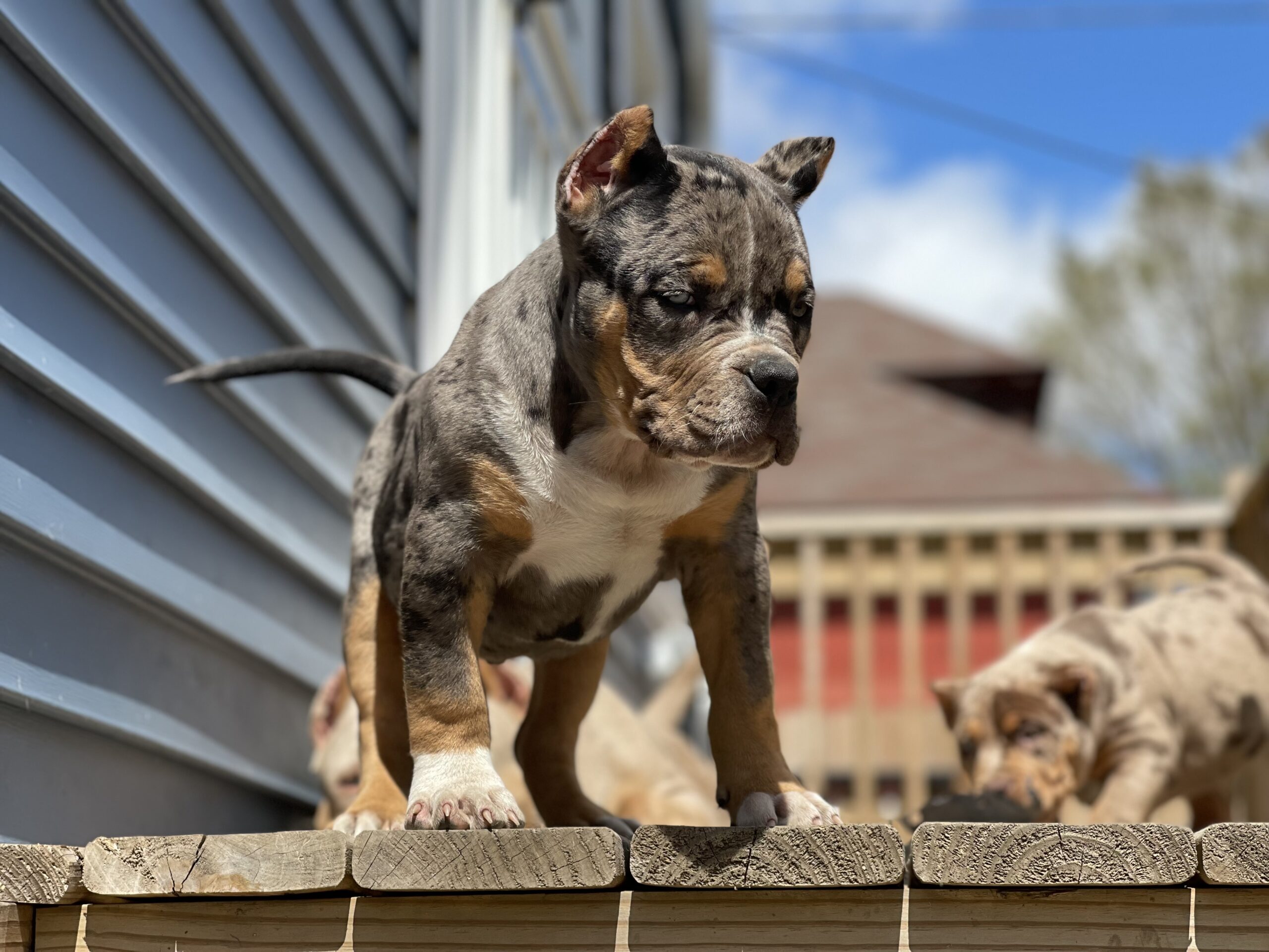 Dog Featured Image