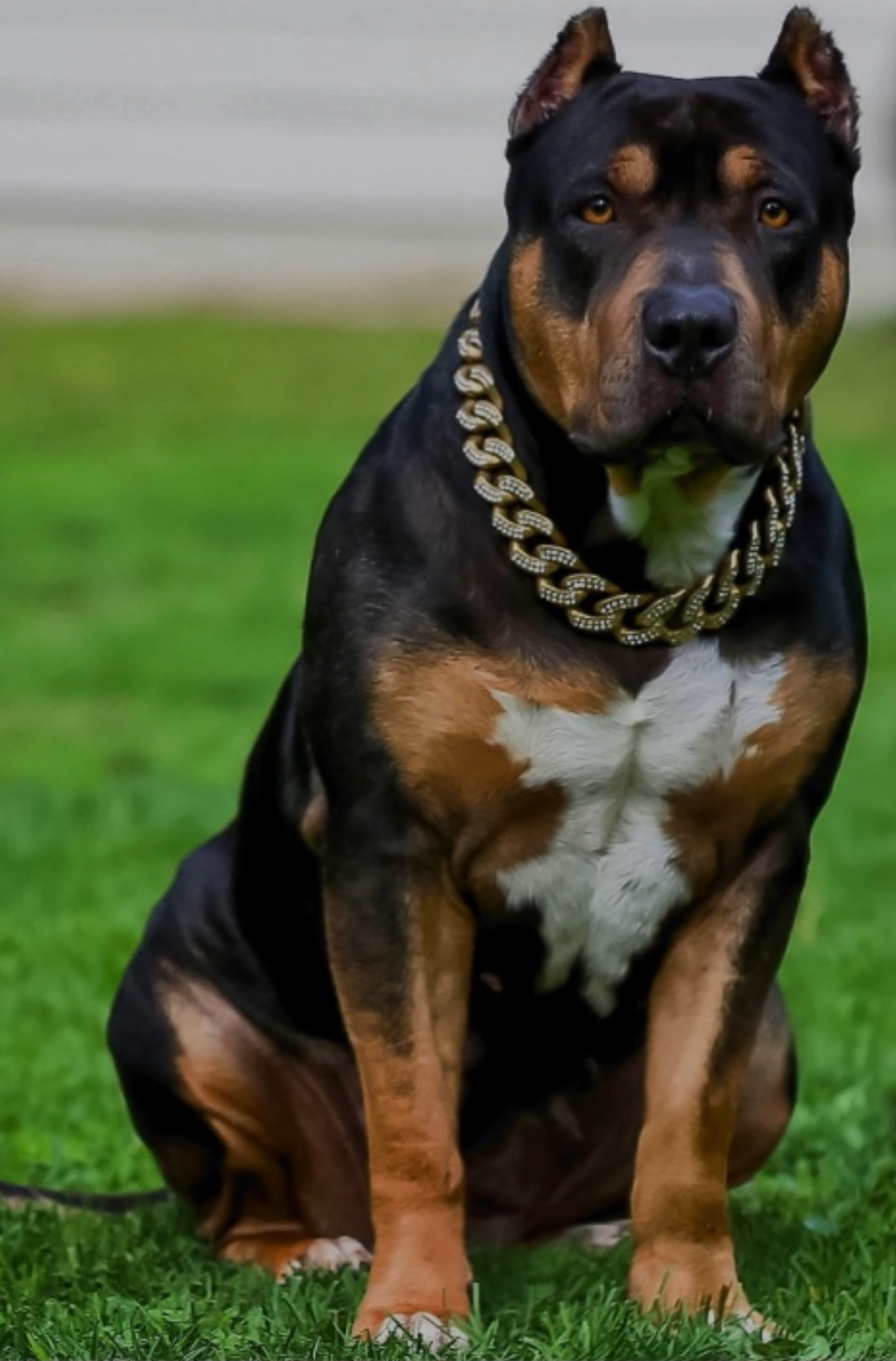 Dog Featured Image