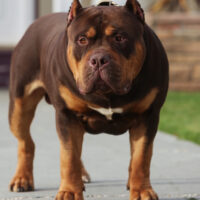 Dog Featured Image