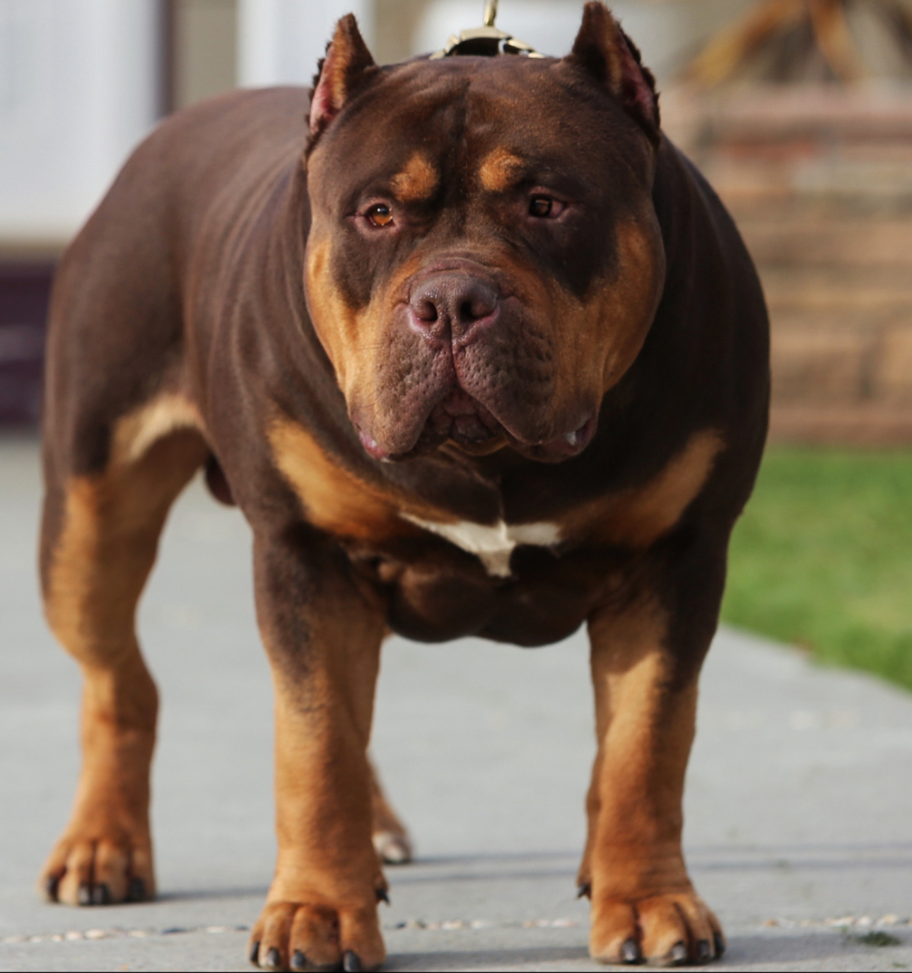 Dog Featured Image