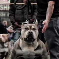 DUBLINES BOYZ IN THE HOOD