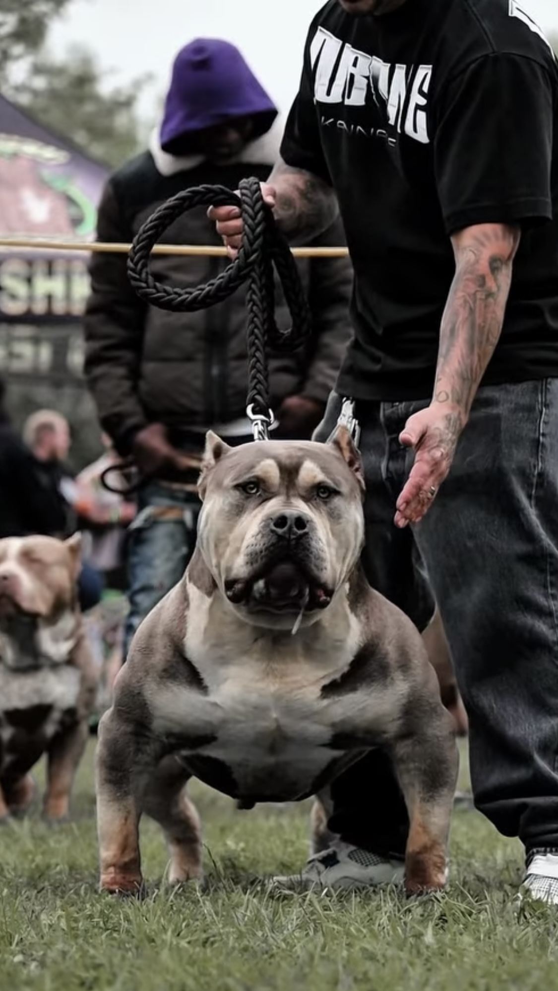 Dog Featured Image