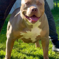 South Louisiana Bullies CH. Desire