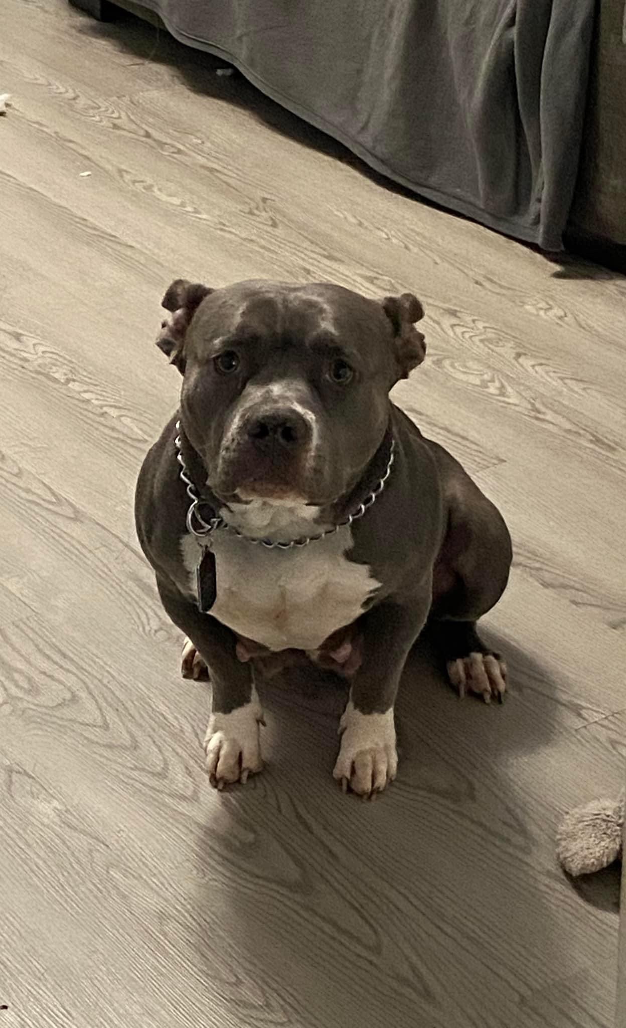 Dog Featured Image