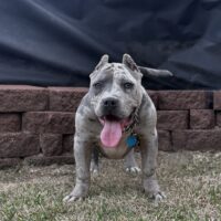 Seibab’s Nina Ro$$