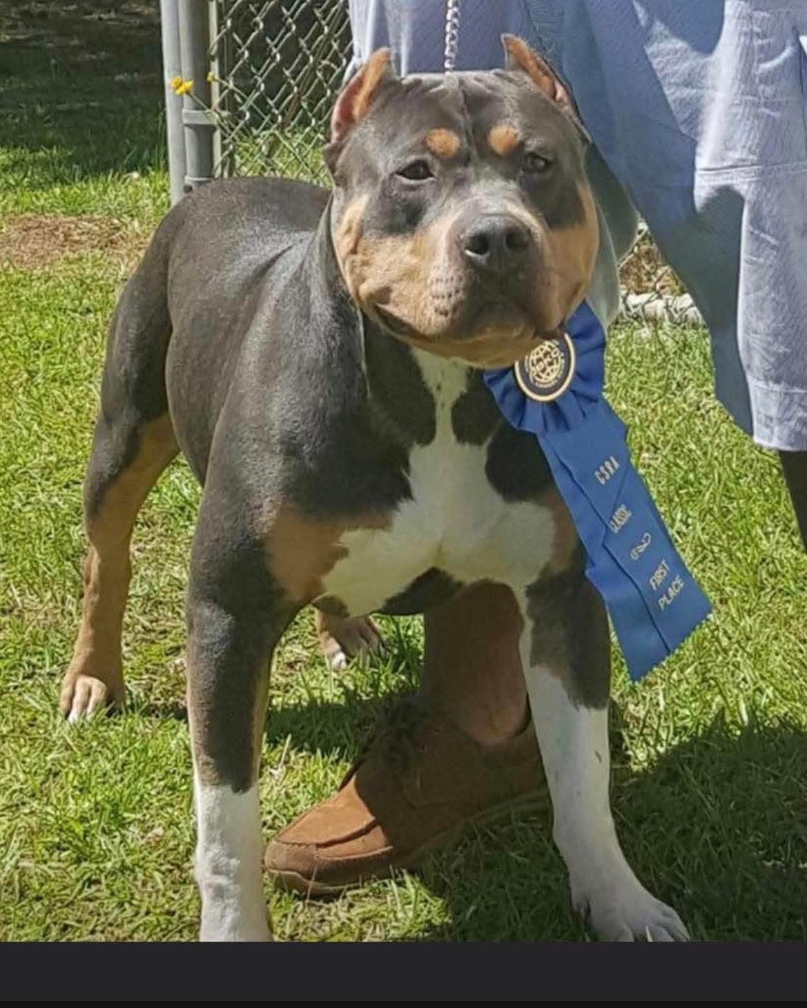 Dog Featured Image