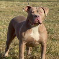 Lagertha Bully Freaks
