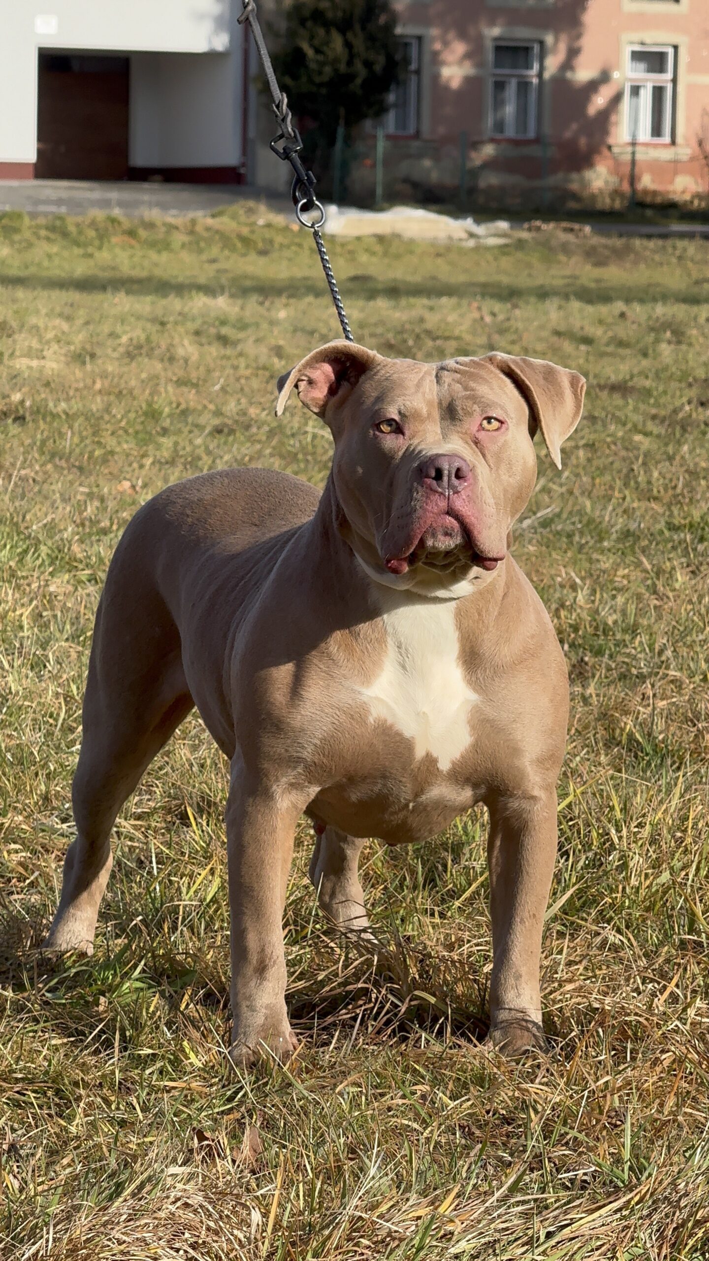 Dog Featured Image